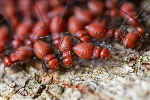 Quelle est la méthode la plus verte pour éliminer les termites dans des charpentes en bois ?