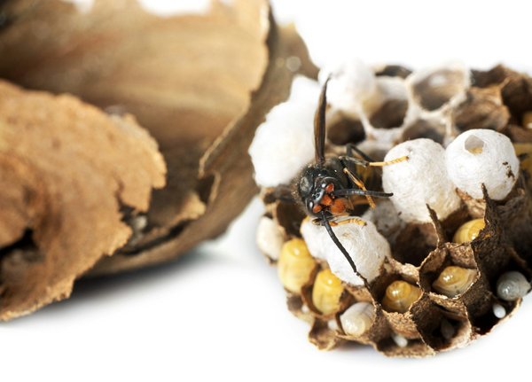 Déstruction nid de frelon : solutions rapides et sécurisées